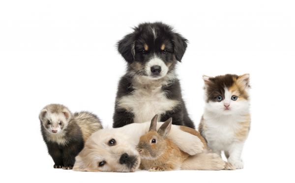 Salt Lake City Pets