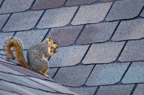 Salt Lake City Wildlife Removal